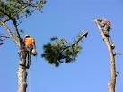 Tree removal stump removal by raintree tree services