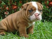 Charming English Bulldogs Puppies For Any good Home