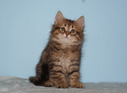 Siberian kittens for professional cattery