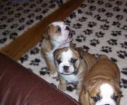 english bulldog puppies available