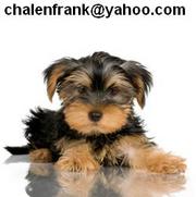 Lovely Tea Cup Yorkie Puppies For Free Adoption.