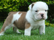 Cute and charmin english bulldog puppies for adoption